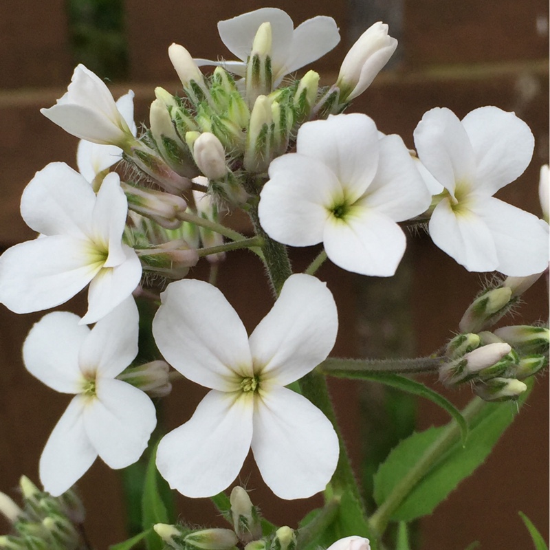 plant image 79159