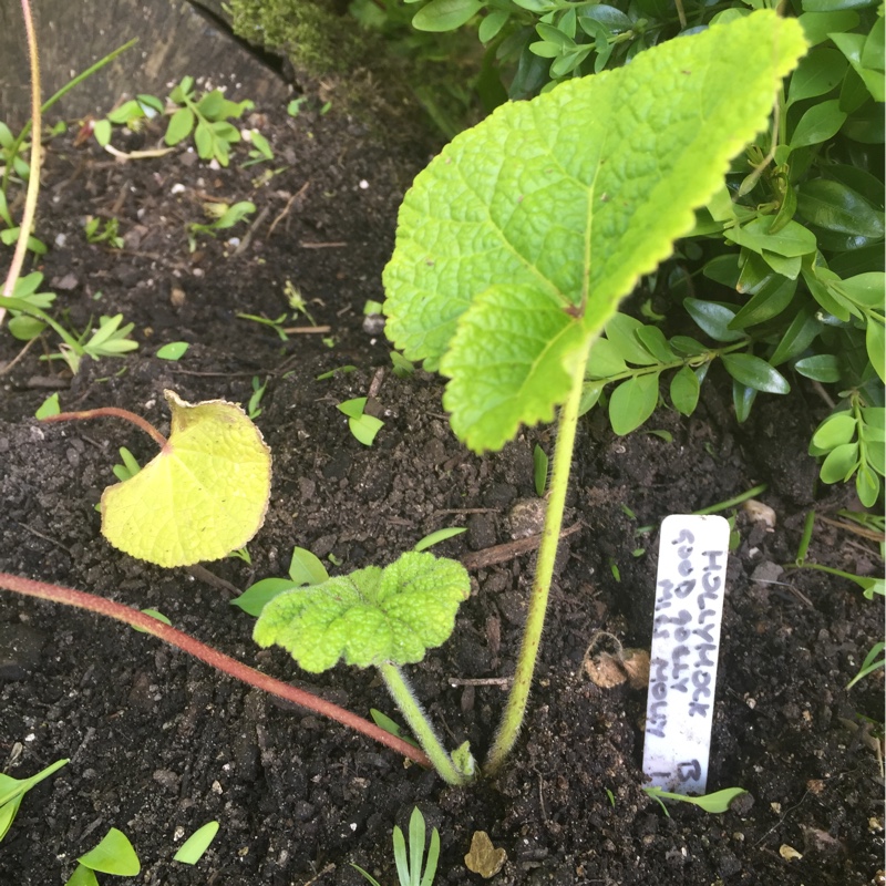 plant image 84719