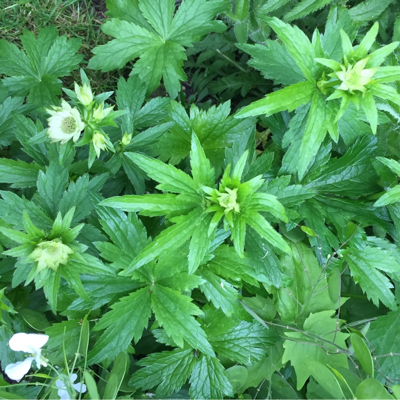 plant image 88069 plant image 88069