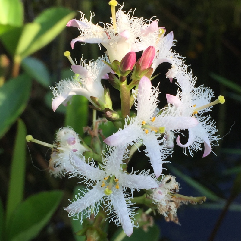 Plant image Menyanthes trifoliata