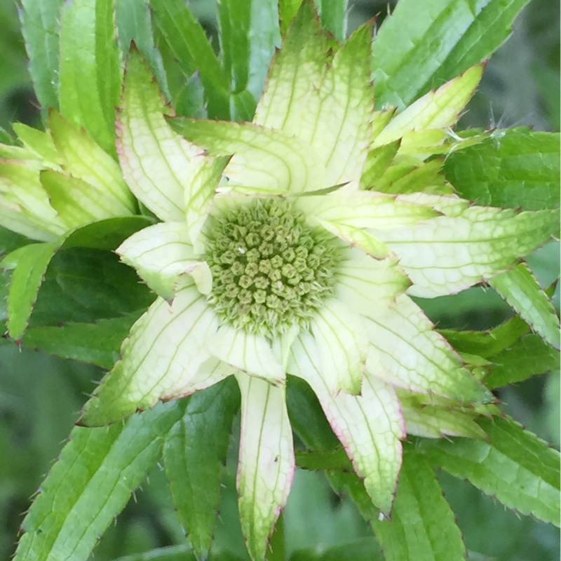 plant image 95282 plant image 95282
