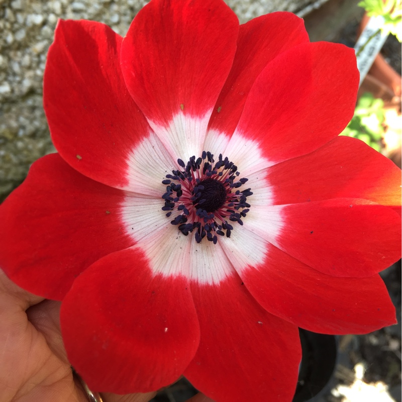 Plant image Anemone coronaria 'St Brigid' (Mix)