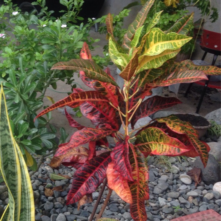 plant image 572892