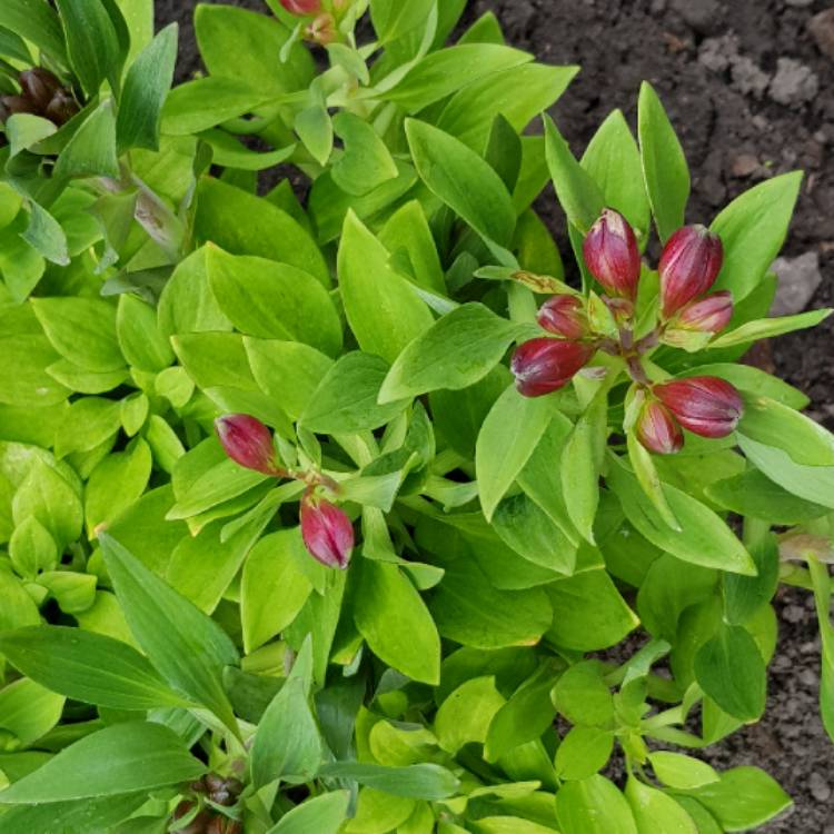 Plant image Alstroemeria 'Inca Replay'