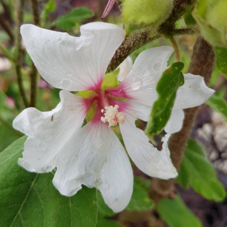 Plant image Lavatera x clementii 'Mary Hope'