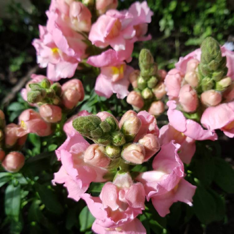 Plant image Antirrhinum majus 'Peaches And Cream'