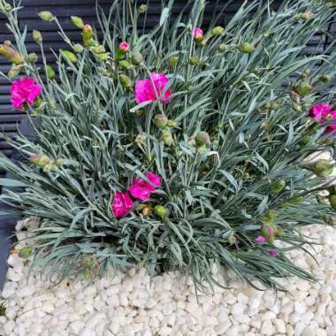 Lorna's garden
