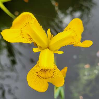 Lorna's garden