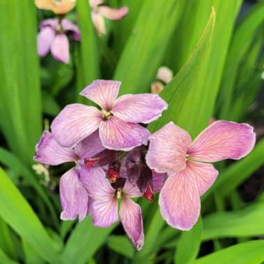 Lorna's garden