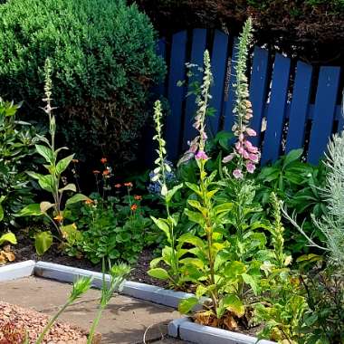 Lorna's garden