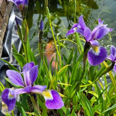 Lorna's garden