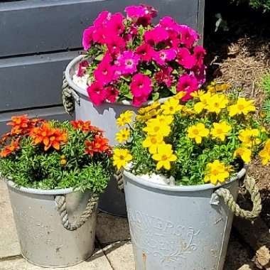Lorna's garden