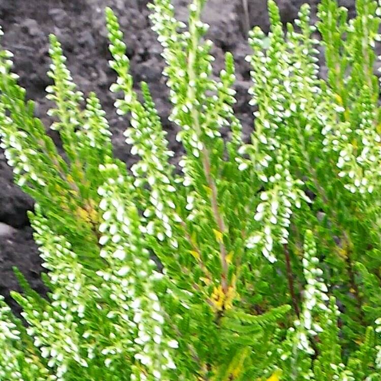 Plant image Hebe 'White Heather'
