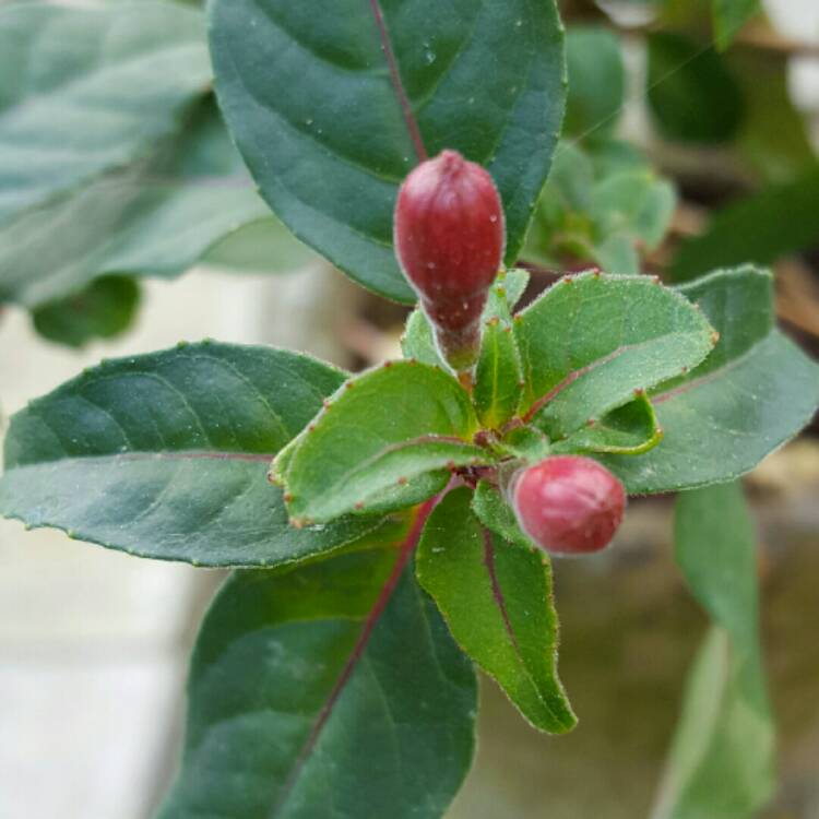 Plant image Fuchsia 'Lady Boothby'