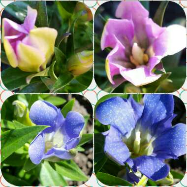 Gentiana