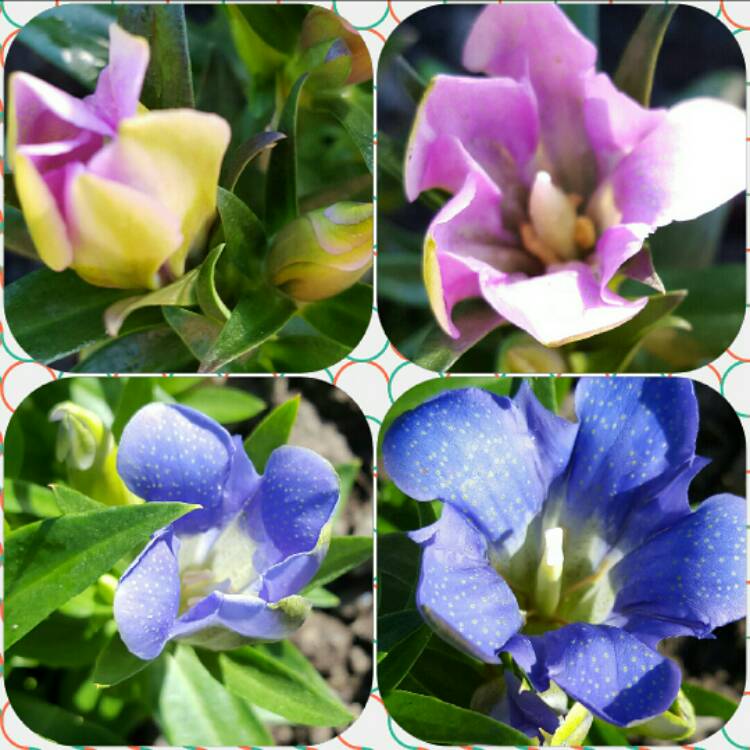Plant image Gentiana