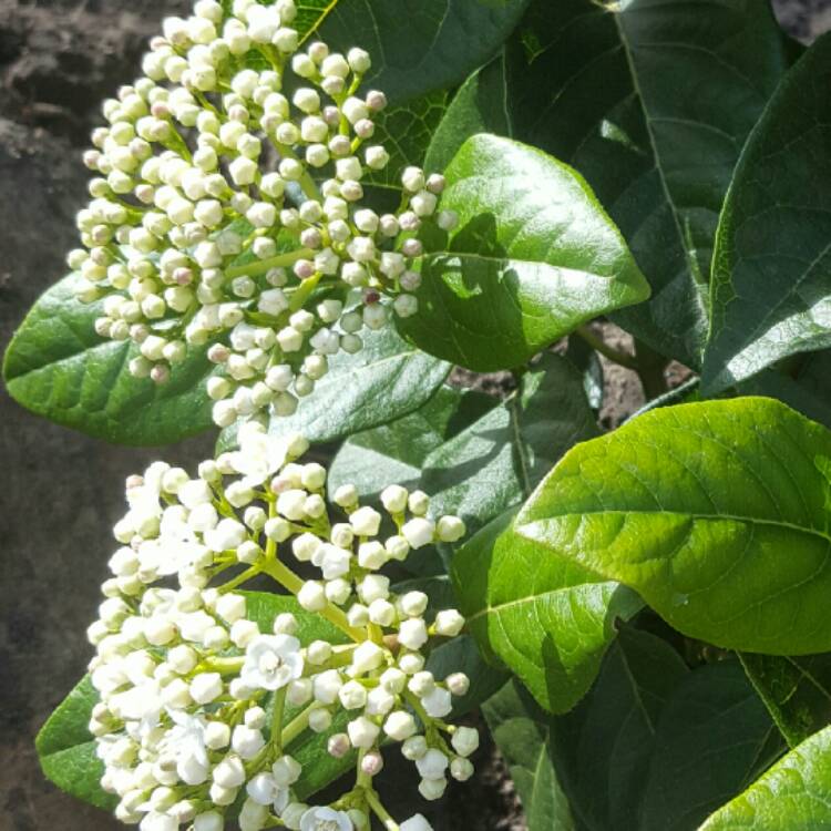 Plant image Viburnum tinus 'Macrophyllum'