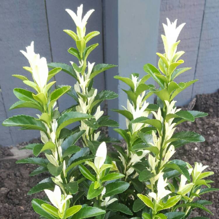 Plant image Euonymus 'Paloma Blanca'