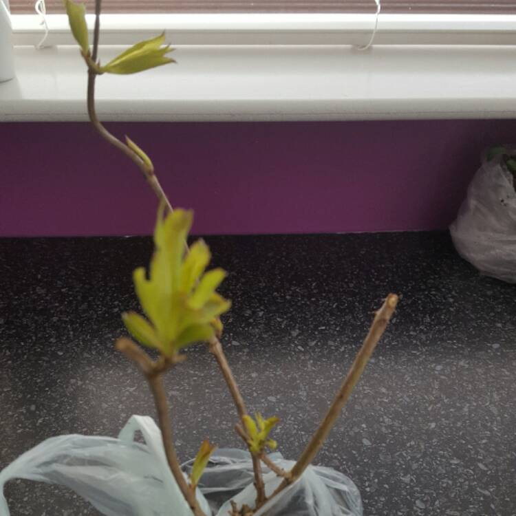 plant image 333655