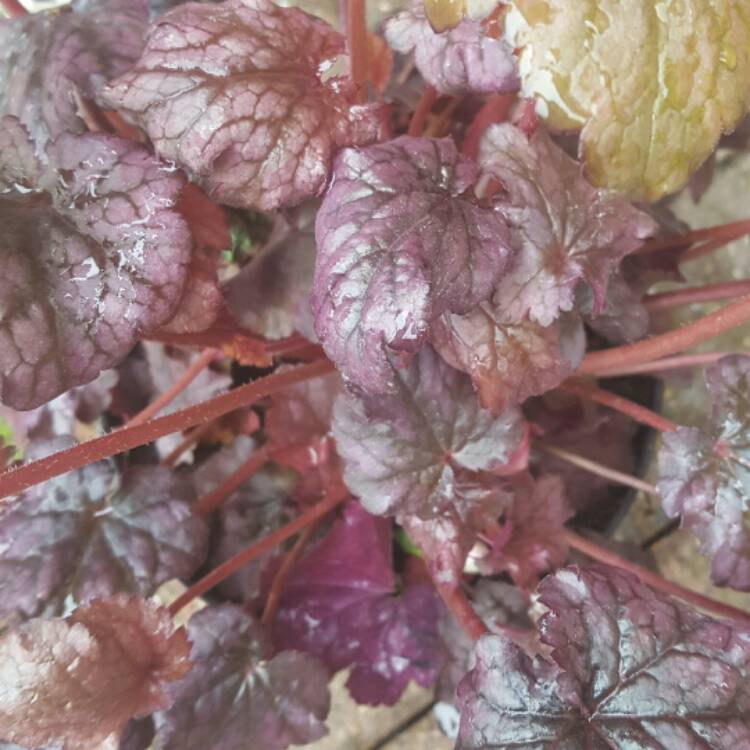 Plant image Heuchera 'Plum Pudding'