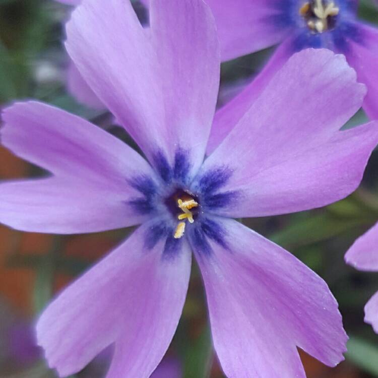 Plant image Phlox subulata 'Purple Beauty'