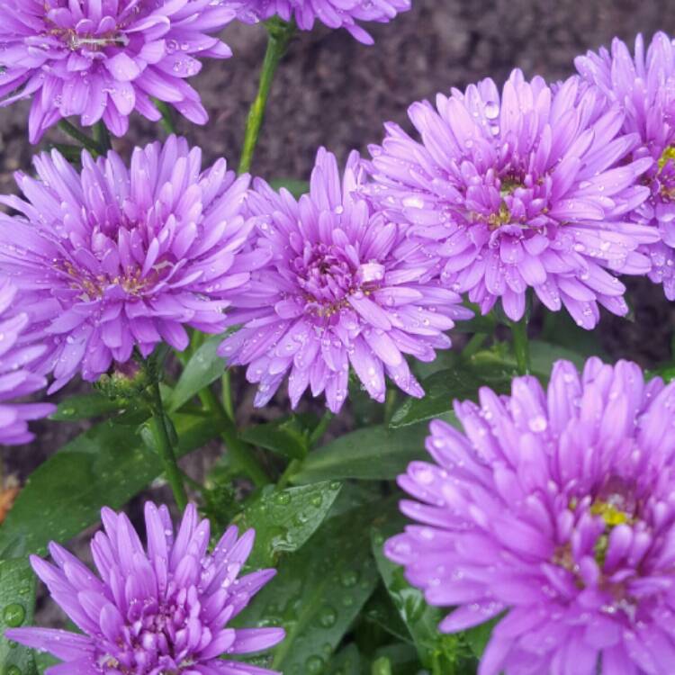Plant image Aster