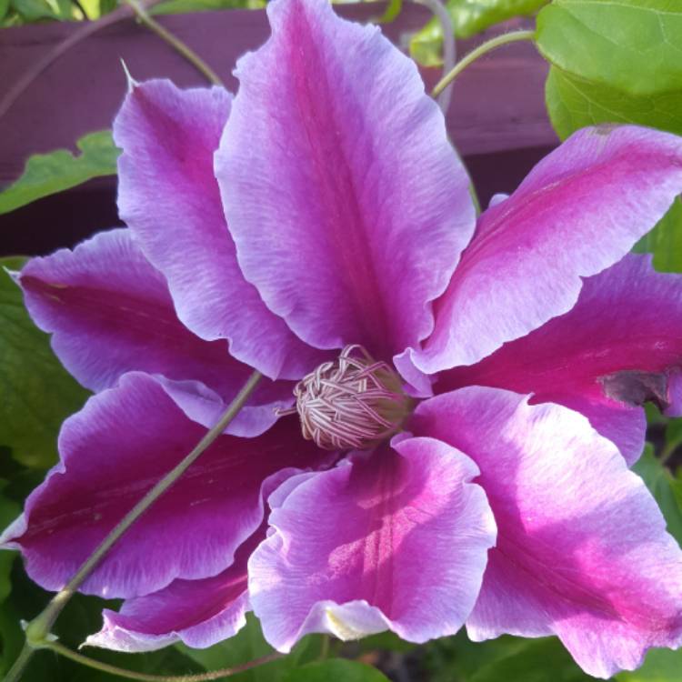 Plant image Clematis 'Dr Ruppel'