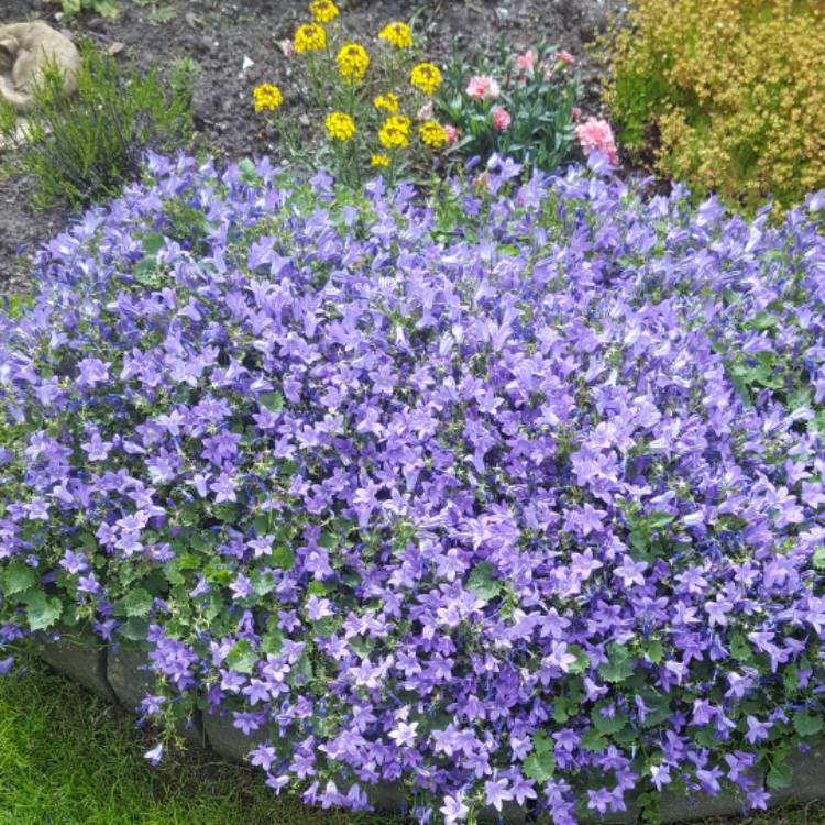Plant image Campanula isophylla