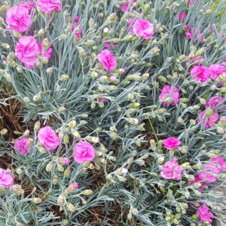 Plant image Dianthus plumarius