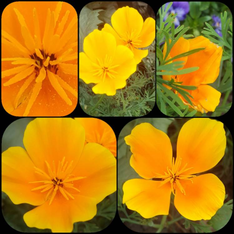Plant image Eschscholzia californica 'XL Yellow'