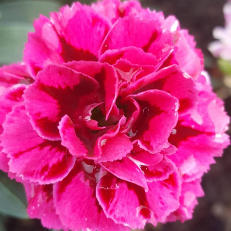 plant image 459514