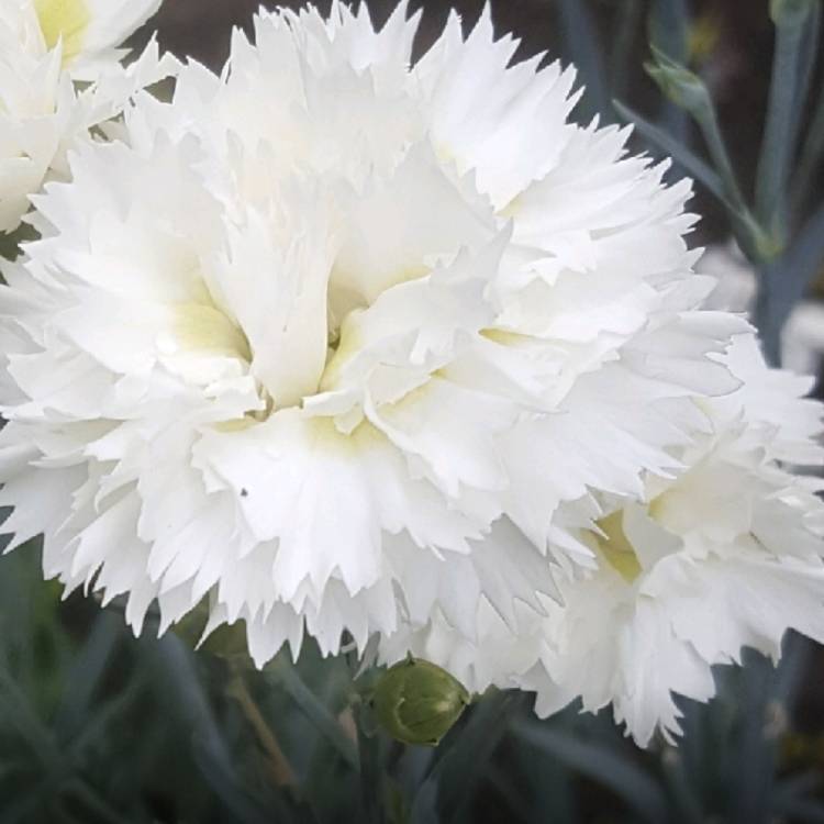Plant image Dianthus 'Memories'