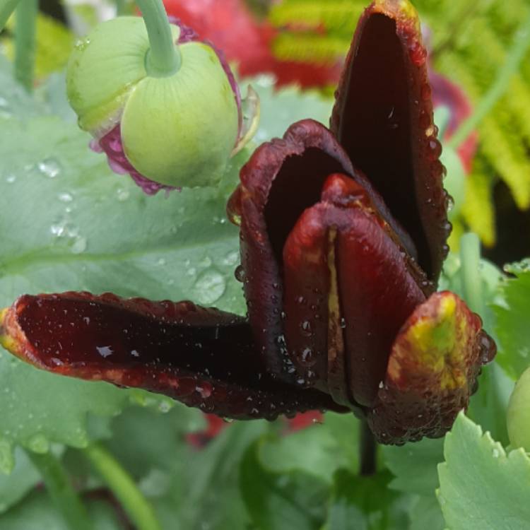 Plant image Lilium 'Queen of the Night'