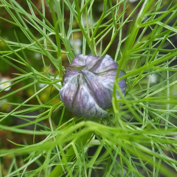 Plant image Nigella damascena 'Persian Jewels'