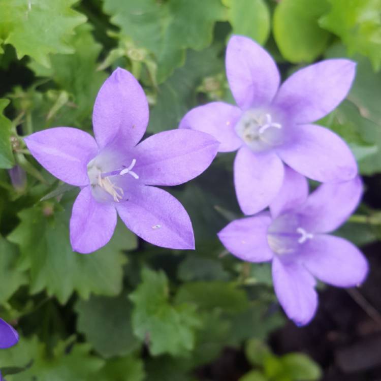 plant image 485993