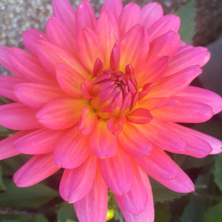 Plant image Dahlia 'Karma Fuchsiana'