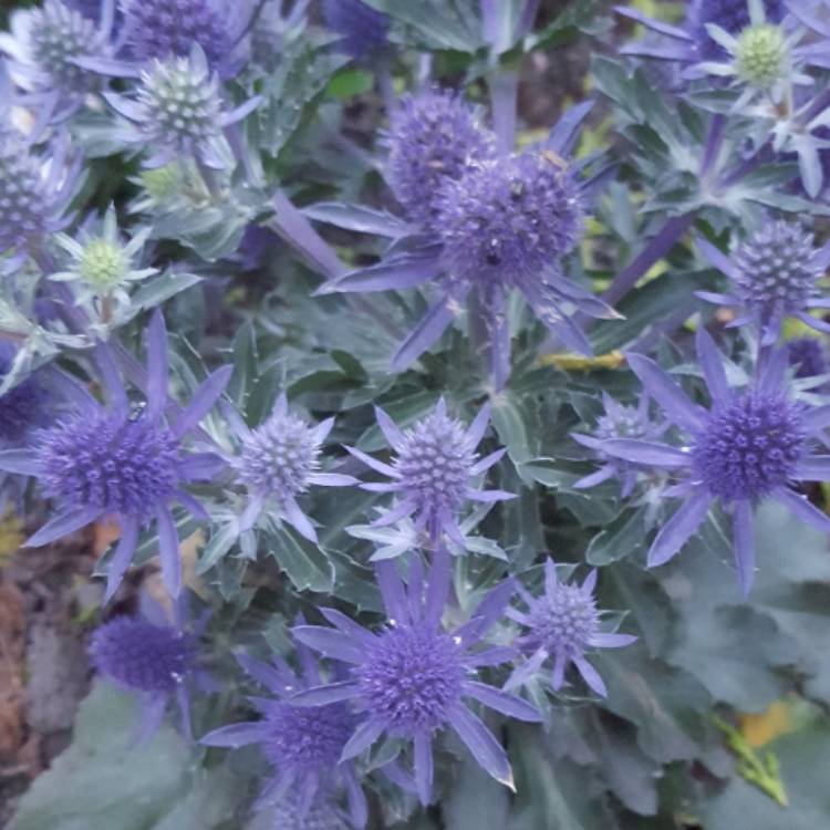 Plant image Eryngium planum 'Blue Hobbit'