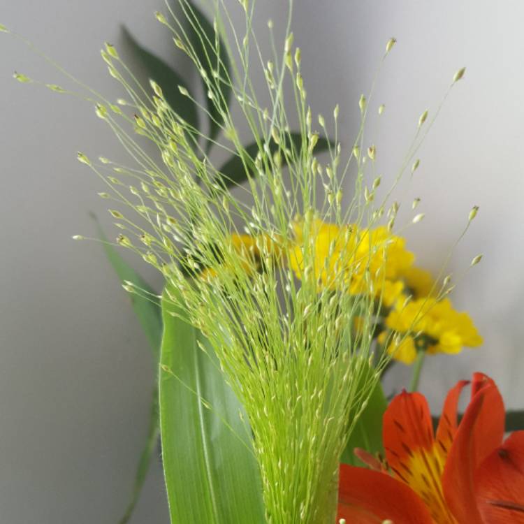 plant image 534102