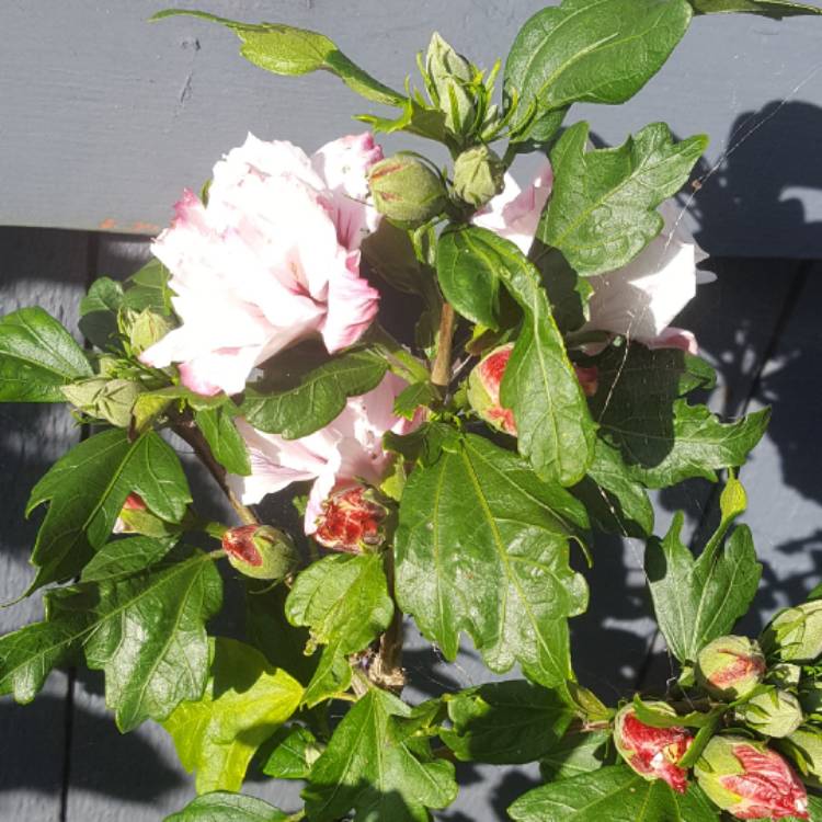 Plant image Hibiscus Syriacus 'Lady Stanley'