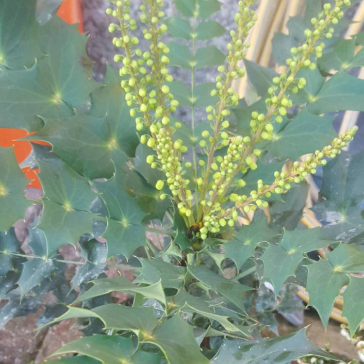 Plant image Mahonia x media 'Winter Sun' syn.Mahonia x wagneri 'Winter Sun'
