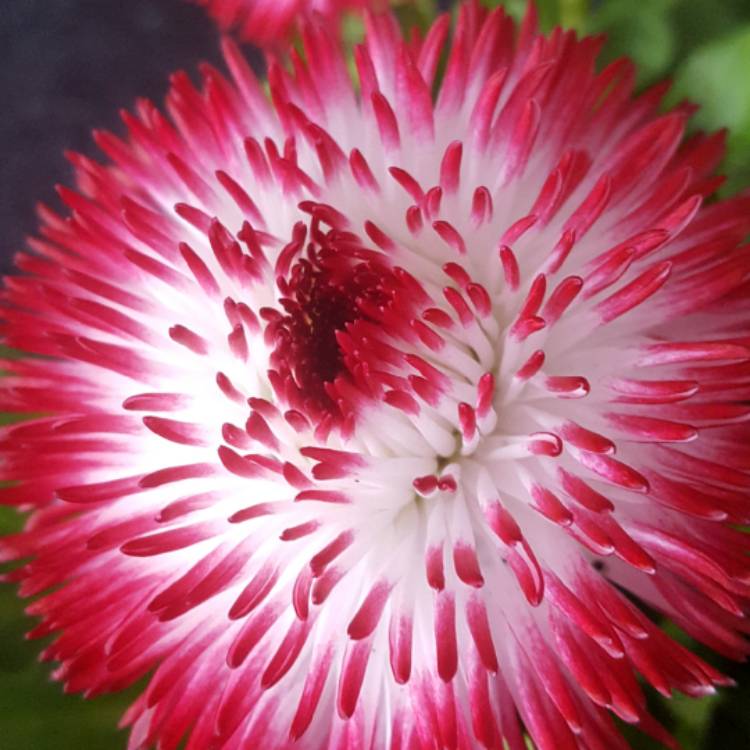Plant image Bellis perennis Habanera