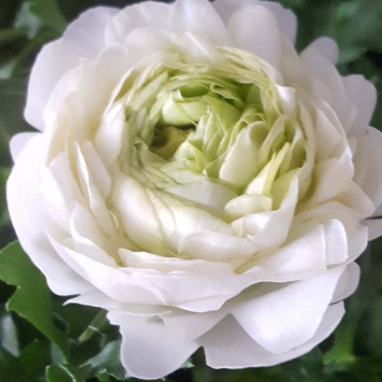 Plant image Ranunculus asiaticus