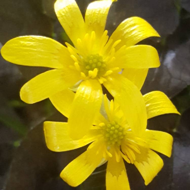 Plant image Ficaria verna 'Brazen Hussy'
