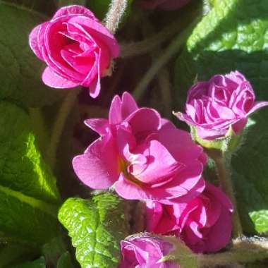 Primula acaulis