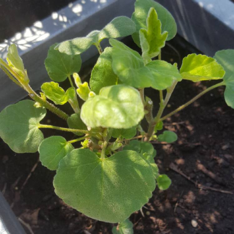 plant image 706901