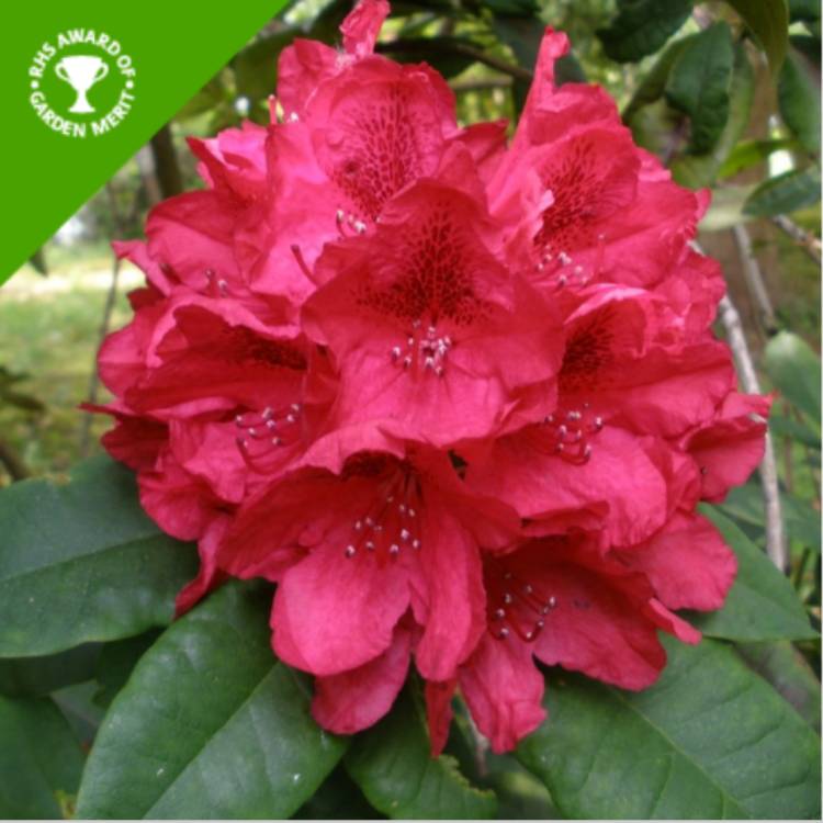 Plant image Rhododendron 'Lord Roberts'