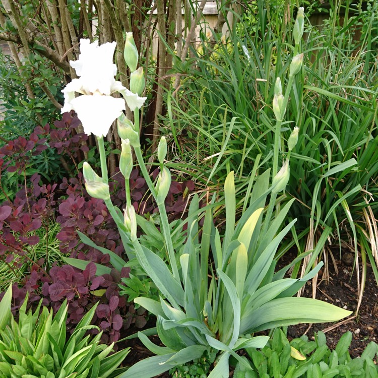 plant image 1282978