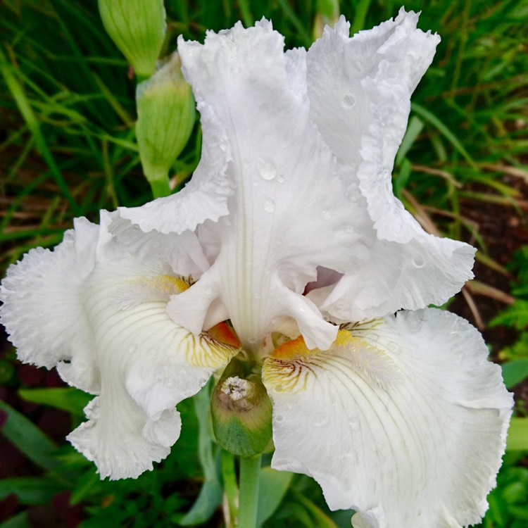 Plant image Iris Japonica 'Nada'