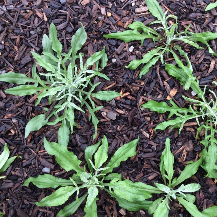 plant image 556364
