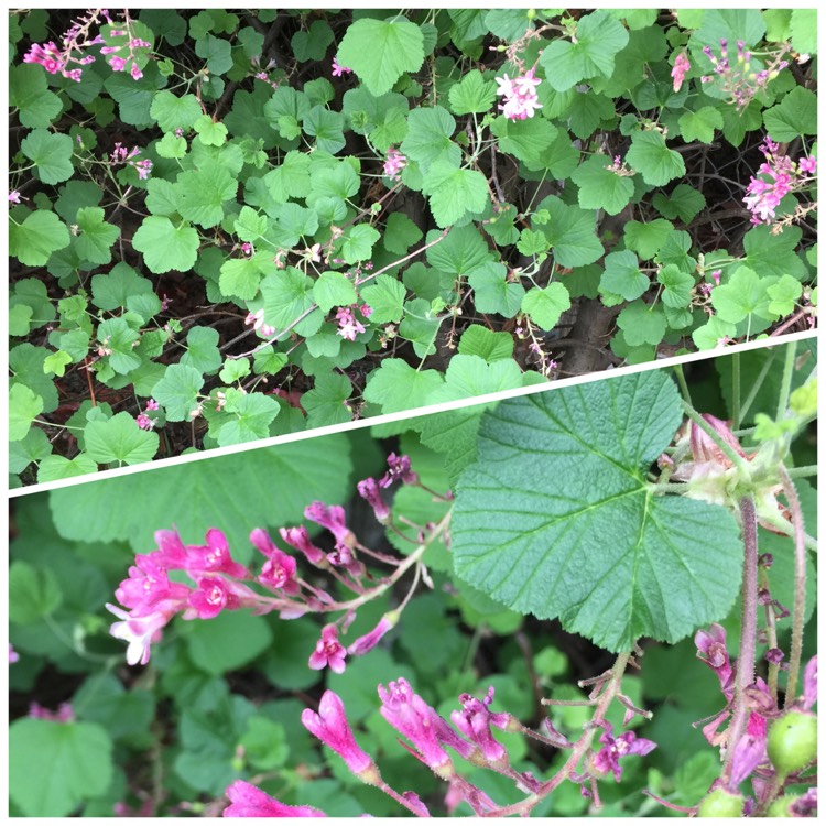 plant image 561443